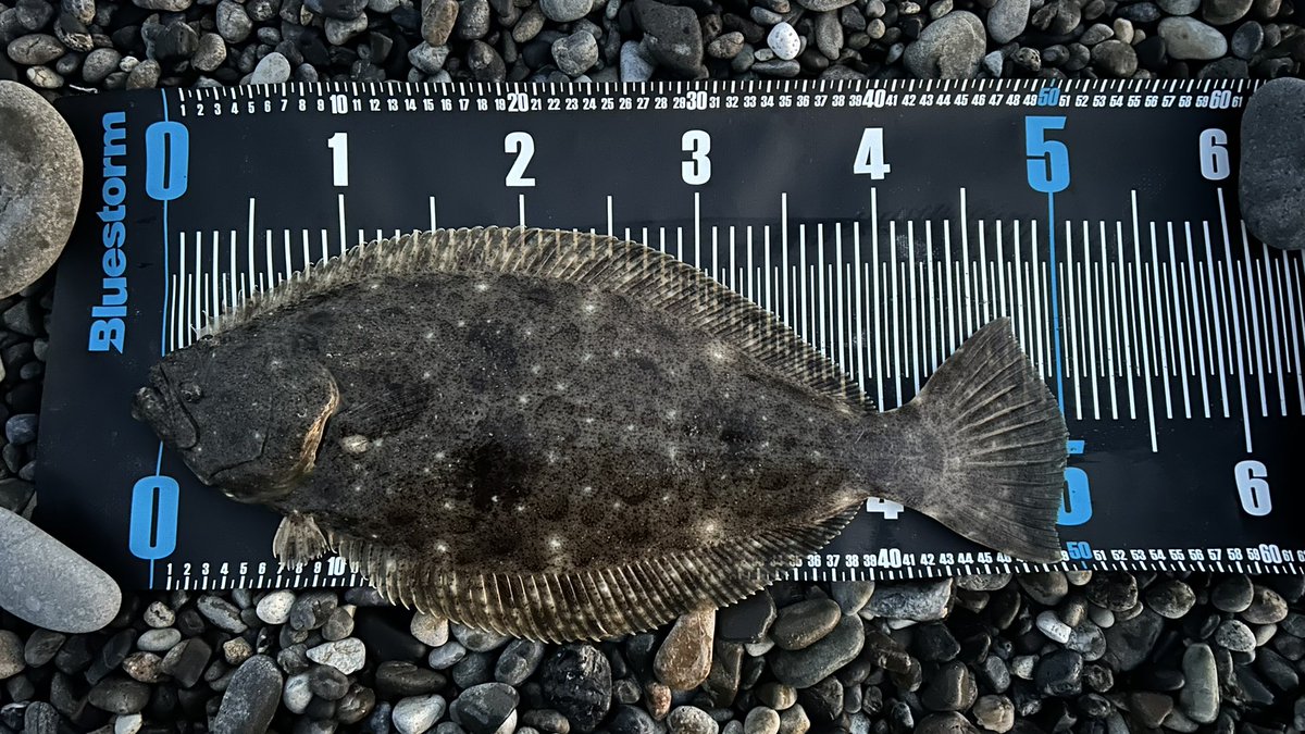 【ストレッチマコドン】chan_makooooooo tweet media