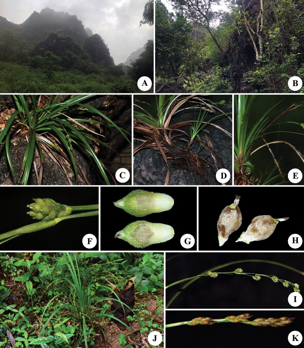 PhytoKeys's tweet photo. Researchers describe and illustrate Carex yangchunensis, a new sedge species from the limestone regions of Guangdong, China.
🔗 https://t.co/O2nqYKADjT
#Cyperaceae https://t.co/1QbTKfsY1S