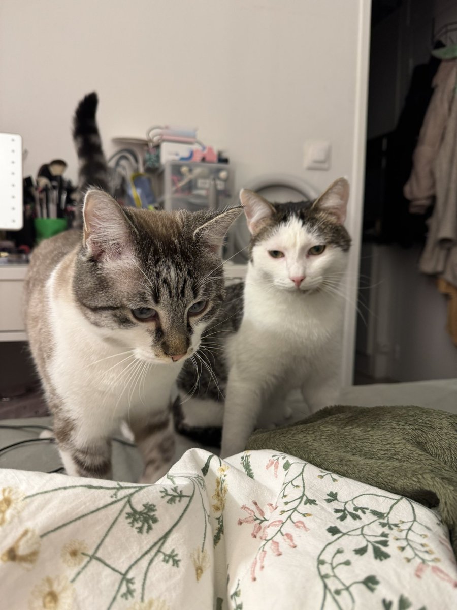 𝔥𝔞𝔯𝔭𝔢𝔯 𝔡𝔢 𝔐𝔬𝔫𝔱𝔢 ℭ𝔯𝔦𝔰𝔱𝔬 🌱 tweet media