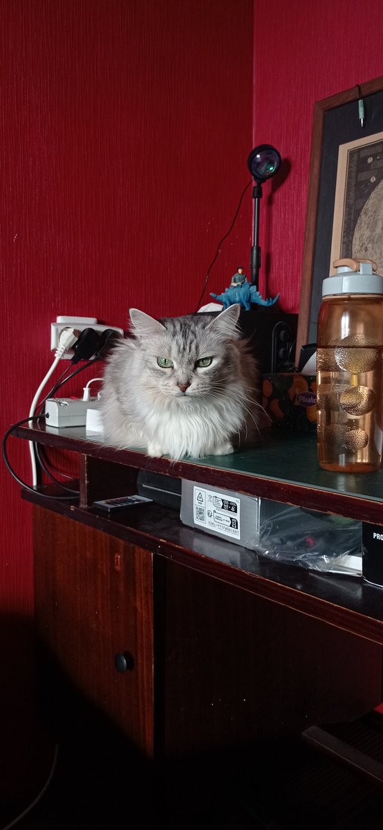 Aghrtemblch's tweet photo. Охраняет музыкальные коробочки ^^ https://t.co/fDsN80raGm