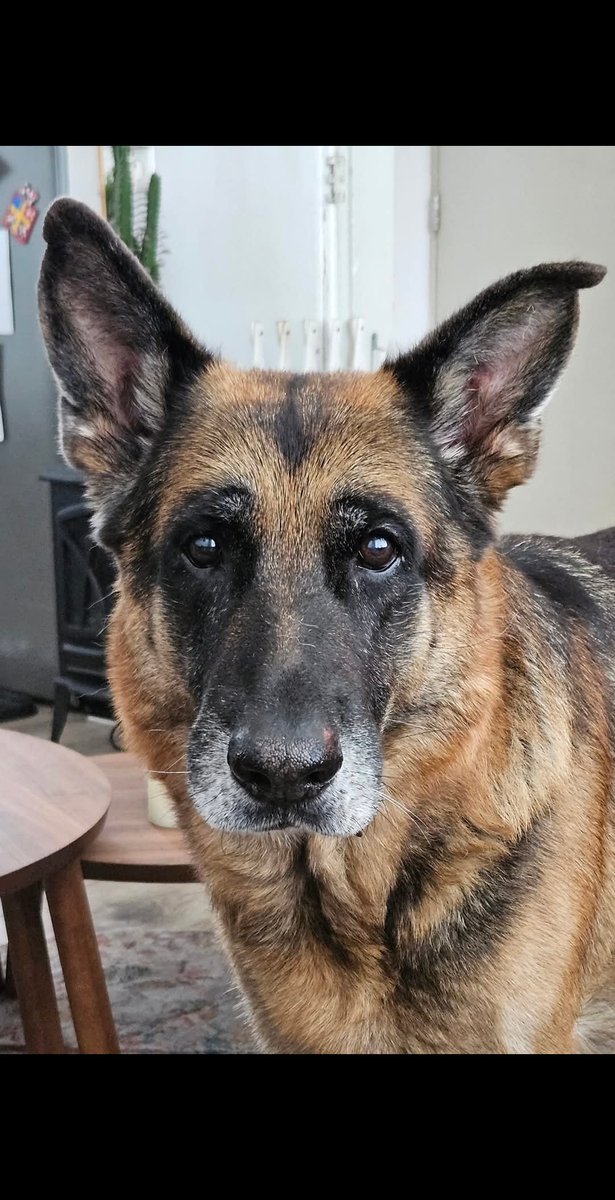 DutchDiva2's tweet photo. @buitengebieden This Loki, he is almost 10. Likes to play with his ball and with his rope. Unfortunately he has osteoarthritis and has to play gently... he is a GSD so it is quit a talk for me 😂 https://t.co/g8Dw0Zjm5A