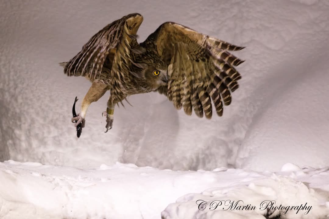 chris martin (@chris5394) on Twitter photo One of many more photos from Japan. Here is a rare Blakiston Fish Eating Owl taken at Observatory Lodge in Rausu, Eastern Hokkaido.
It is also the largest out of the Owl family.
<a href="/wildlifeworldwi/">wildlifeworldwide</a> One of many more photos from Japan. Here is a rare Blakiston Fish Eating Owl taken at Observatory Lodge in Rausu, Eastern Hokkaido.
It is also the largest out of the Owl family.
<a href="/wildlifeworldwi/">wildlifeworldwide</a>