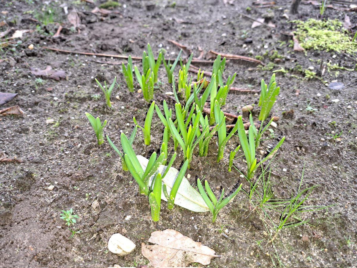 Zag gisteren op <a href="/NOS/">NOS</a> weerbericht dat de narcissen al bloeide buiten. Bij ons zijn de narcissen (tete-a-tete) nog maar nauwelijks uit de grond. Wie heeft deze ervaring nog meer, of hebben ze deze vanuit een winkel gekocht binnen gehad, buiten geplant en gefilmt?