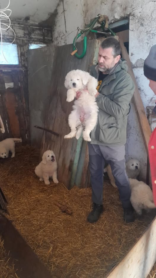 Ako súčasť #kampane pre obnovu celoročnej #ochrany vlkov pomáhame aj #chovateľom hosp. zvierat. Náš Vilo zabezpečil pre jedného farmára šteňa #čuvača, ktoré bude vychovávané spolu so zvieratami a neskôr ich bude #chrániť ako svoju rodinu.