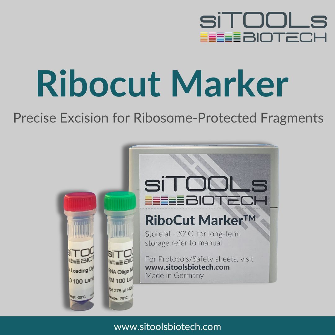 Minimize your RNA contaminants by using the RiboCut Marker. The RiboCut Marker is a high-resolution molecular marker, which facilitates precise excision of 30-mer ribosome-protected fragments (RPFs) from preparative gels. More info: buff.ly/4doaX7H #RiboSeq #RNAresearch