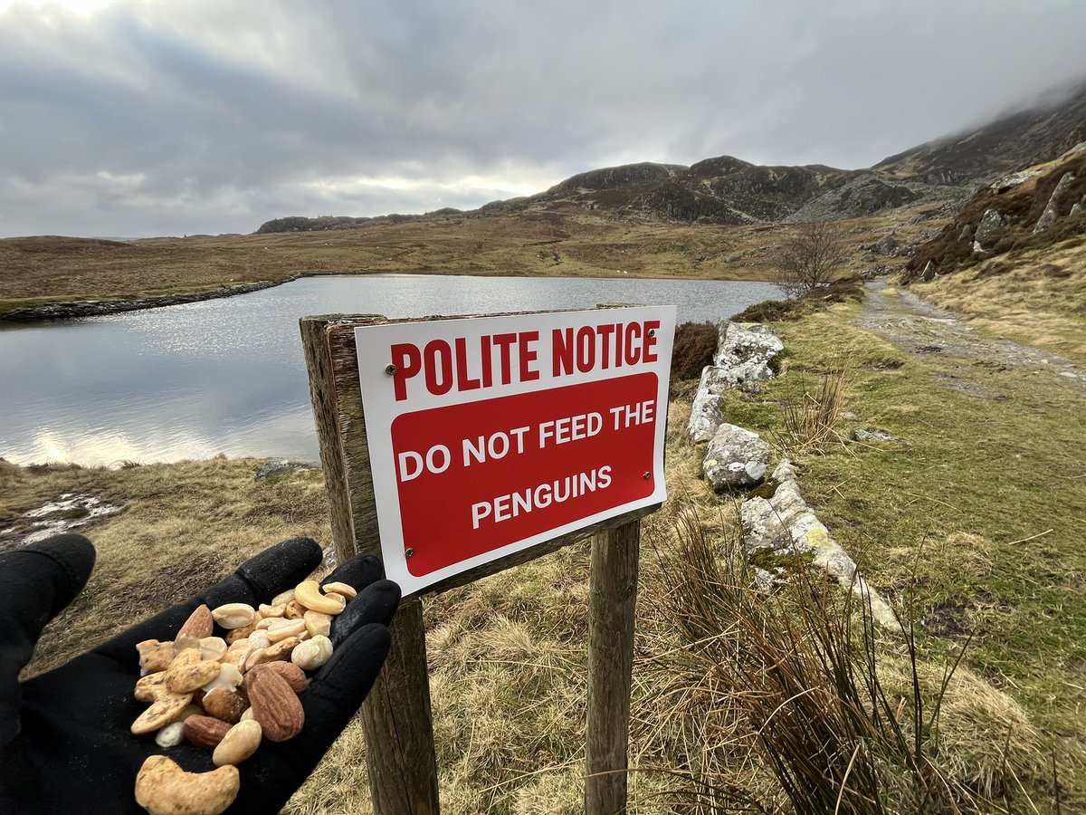 maanke65's tweet image. Whoever put this up on the way up to Moel Siabod should win an award! Genius! 🤣👍🥶🐧 #snowdonia