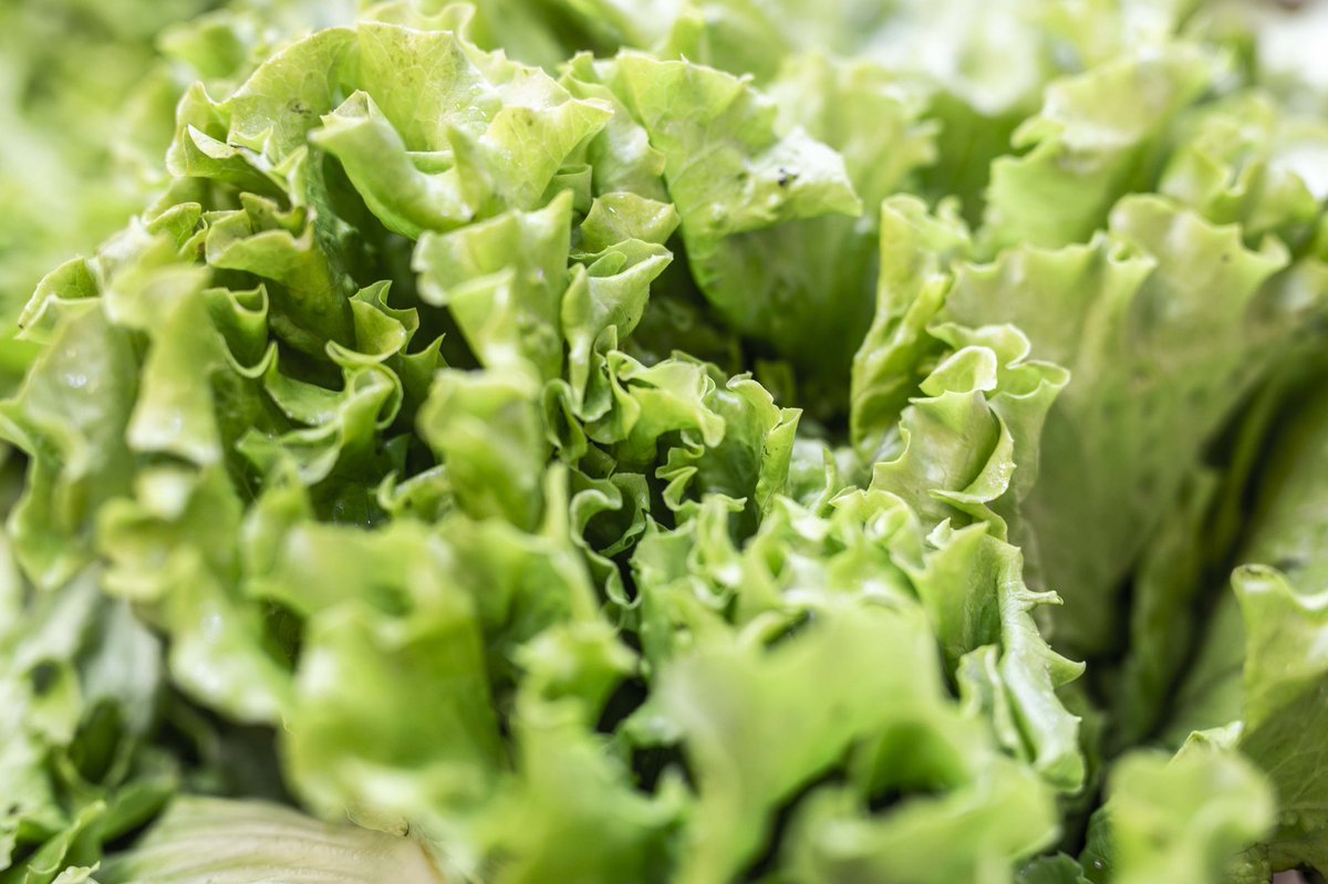 mercamadrid_hoy's tweet photo. 🆙Escarola, trocadero, hoja de roble, lollo rosso, e iceberg son algunas de las variedades de #lechuga 🥬 que puedes disfrutar durante el fin de semana 🙌🏽
💚Frescas, #verdes y #sanas 🍽, son ricas en #fibra , aportan folatos y vitamina K ✅
👉🏻Encuéntralas en tu #comercio local https://t.co/bGxVjekjwo
