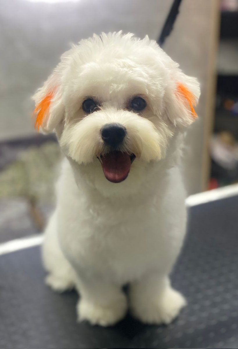 Adı Şakir, Prens Şakir; 3. evladım, ailemize katıldığından beri neşemiz de, huzurumuz da, sağlığımız da arttı. 
Can dostum benim...
#candostum #PrensŞakir