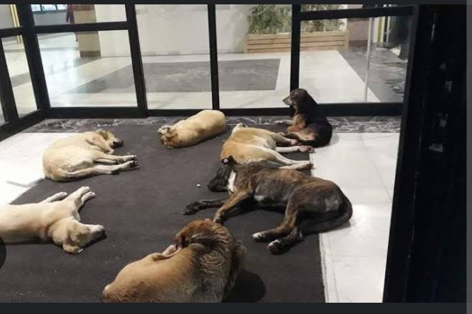 Bu köpekleri çıkaramayacaklarına göre sanırım Koü hastanesi kapatılıyor hayırlı olsun