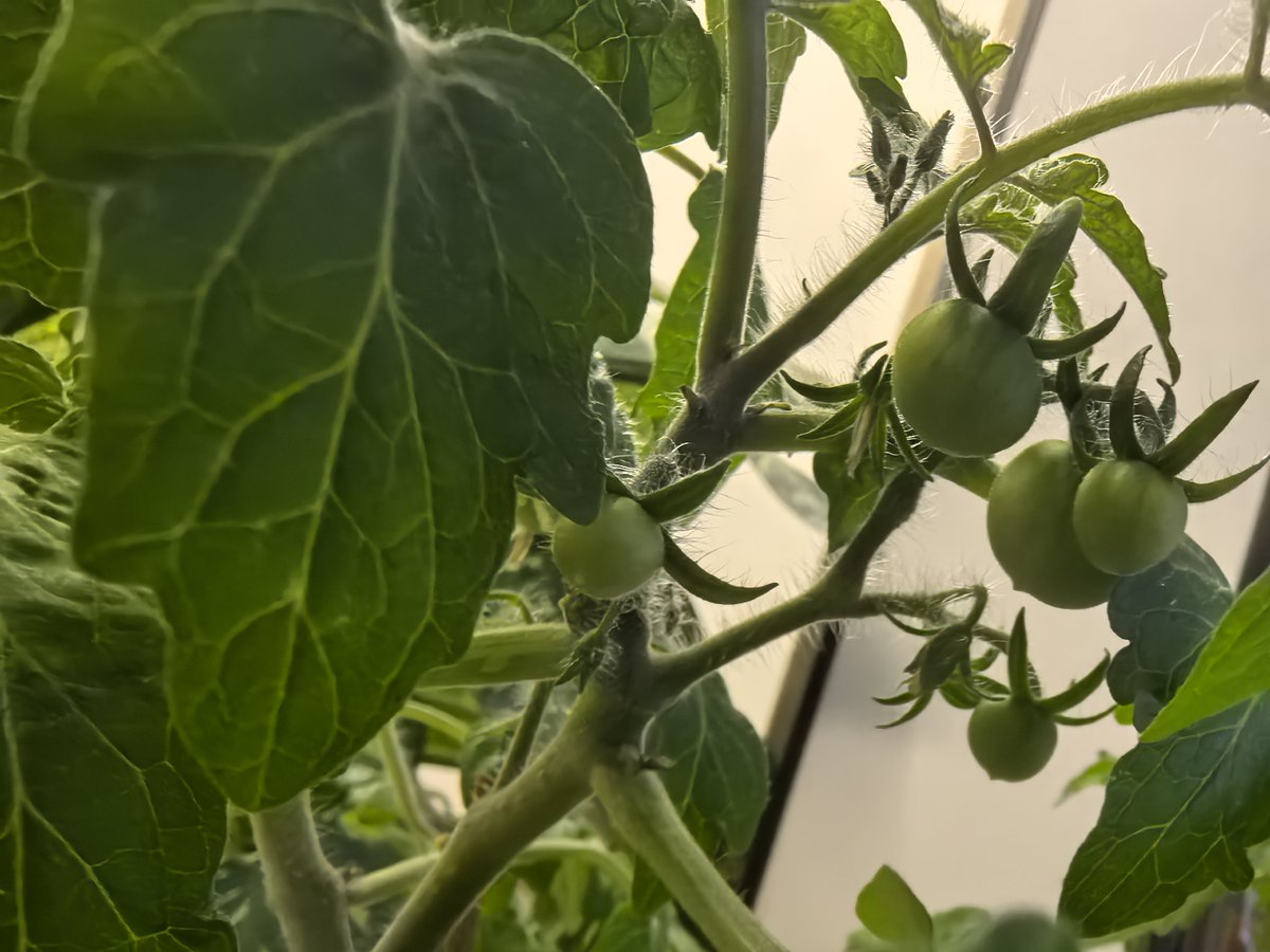 At last, my little tomato plants are fruiting!
