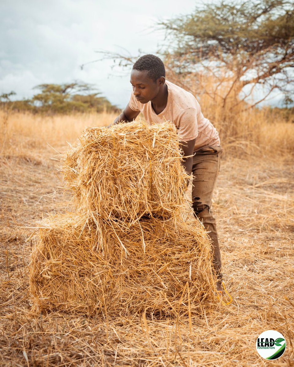 The true power of earth smiles🌱🌙

Even in the harshest dry seasons, our bund sites remain a reliable source of sustenance for both livestock and the community. This not only boosts local livelihoods but also generates income that supports development projects. With <a href="/justdiggit/">Justdiggit</a>