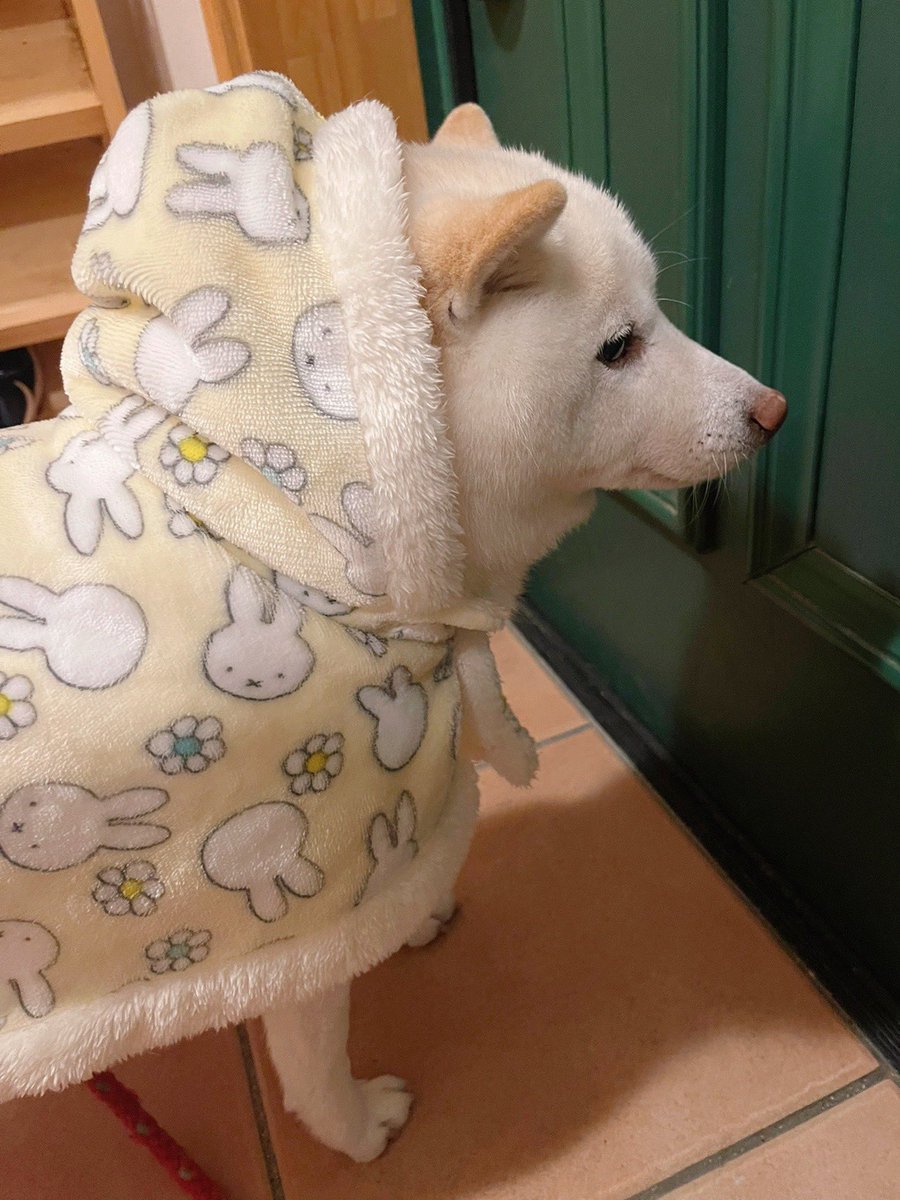 go20597673's tweet photo. こんなに可愛くなっちゃって

お外に行っても大丈夫かなぁワン？

＃雪降っている
＃白柴　＃柴犬 https://t.co/0sUbBDdOfJ