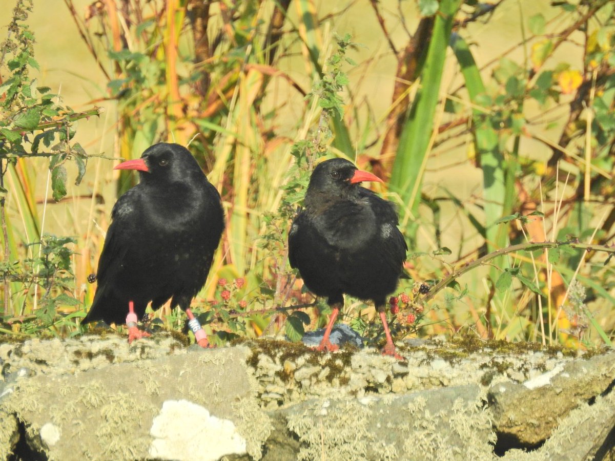 It's the 30th annual Anglesey Chough Count tomorrow (8/2/25).
If you're lucky enough to see a #Chough anywhere on #Anglesey please let me know a grid ref &amp; photos to show id would be great.
#birding #birdwatching #NaturePhotography
