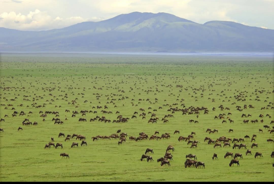 MKenyaFulani48's tweet photo. @exceleunnah254 Best wildlife experiences across East Africa. 
Wildebeest migration in Kenya an Tanzania. 
Gorilla and chimp trekking in Uganda. 
Beach holidays in Zanzibar and Diani. https://t.co/lDR3J1X8lx