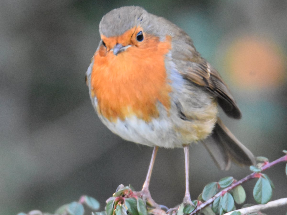 Con Keyes tweet media