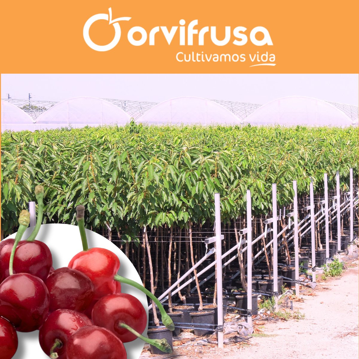 En breve llega la floración de los cerezos, así que no te pierdas la oportunidad de pedir nuestros frutales, garantizamos las mejores variedades, en las mejores condiciones.

Los mejores frutales para tu garden en:
orvifrusa.com/wp-content/cat…