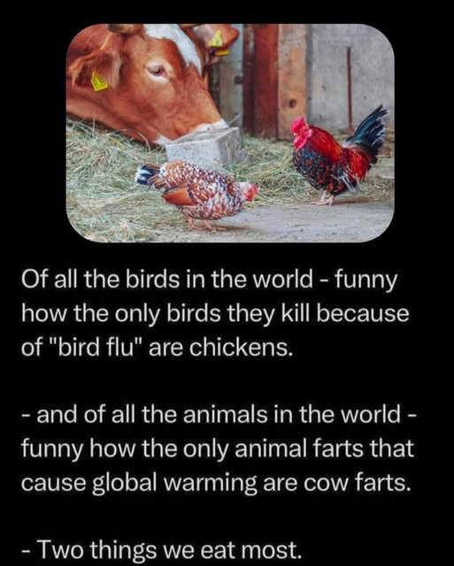 FocusSessions's tweet photo. #CowFarts #BirdFluHoax https://t.co/7sj2GknAf6