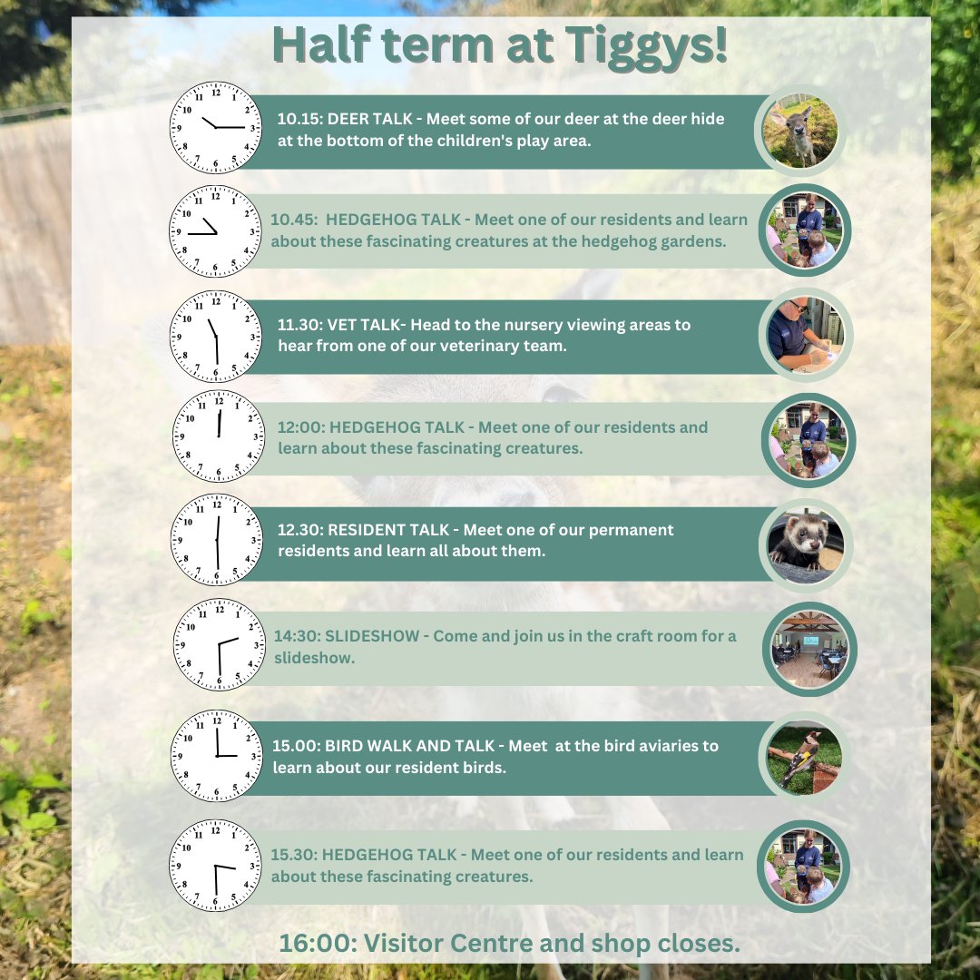 Are you looking for ways to keep the little ones entertained during the February half term? Well, Tiggys Visitor Centre has got you covered!
With a busy schedule packed full of activities, there is something for all the family.