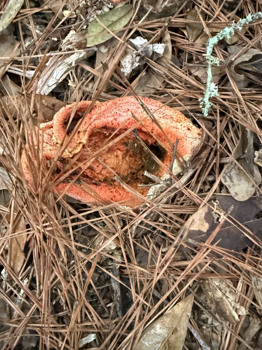 GreauxGrass's tweet image. Pathologists, what’s going on here? Some kind of stinkhorn? What is the radioactive green goo in the last photo?
