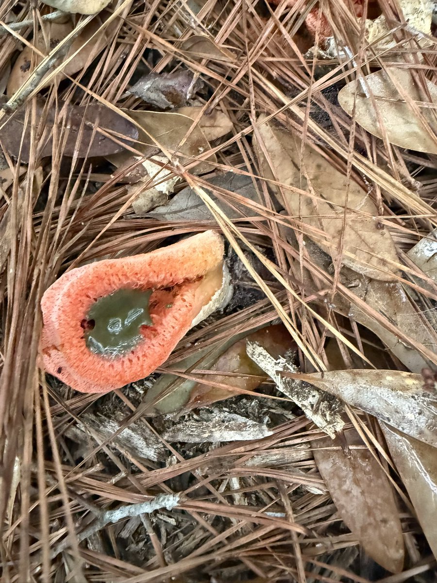 GreauxGrass's tweet image. Pathologists, what’s going on here? Some kind of stinkhorn? What is the radioactive green goo in the last photo?