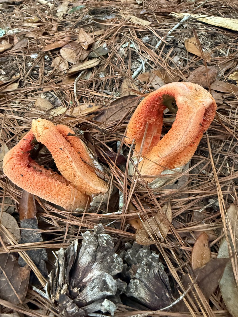 GreauxGrass's tweet image. Pathologists, what’s going on here? Some kind of stinkhorn? What is the radioactive green goo in the last photo?