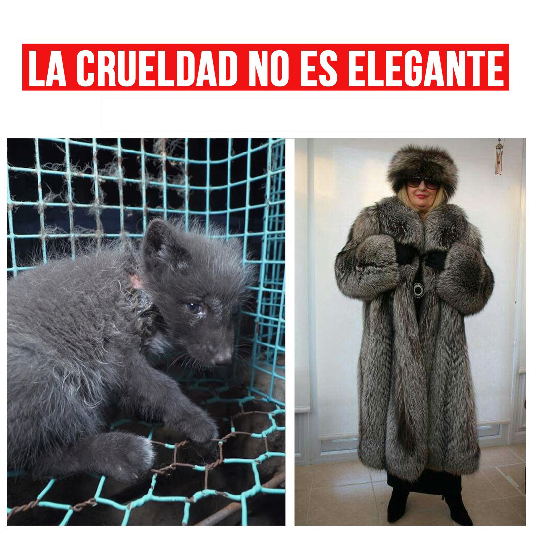 MASACRADOS POR TU ABRIGO 🧥👇🏽

La industria peletera es un negocio cruel que cada año despelleja a cientos de miles de animales.  

⬇️FIRMA⬇️
change.org/granjaspeleter…