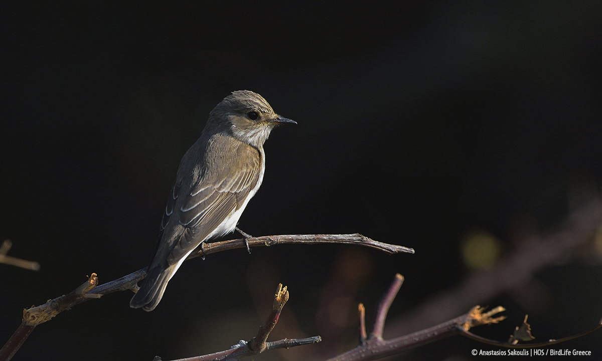 BirdLife Europe & Central Asia (@birdlifeeurope) on Twitter photo ⚠️A new study published by <a href="/ornithologiki/">ornithologiki</a> BirdLife Greece delivers a stark warning: climate change is rapidly making the treacherous journey of migratory birds even more deadly.
Read more: birdlife.org/news/2025/02/0… ⚠️A new study published by <a href="/ornithologiki/">ornithologiki</a> BirdLife Greece delivers a stark warning: climate change is rapidly making the treacherous journey of migratory birds even more deadly.
Read more: birdlife.org/news/2025/02/0…