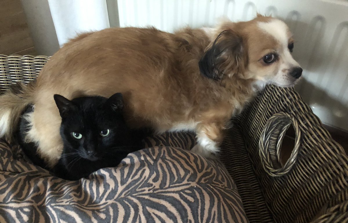 Suusje77095887's tweet photo. @buitengebieden Both adopted🐕❤️🐈‍⬛ https://t.co/mpjCFFLuAF