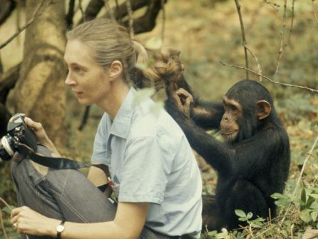 Jane Goodall Institute Italia tweet media