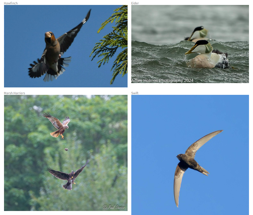 CBWPS1's tweet photo. Photo of the Year 2024

The vote is open to "Cornwall Birds (CBWPS) Members Only", so once logged in you’ll be able to see the final four photos and vote.

https://t.co/lTGcVnZjGe

#CornwallBirds #BirdsInCornwall #CBWPS #Bird #Birds #Birdwatching #ConnectWithNature https://t.co/td1Hv6tUd3