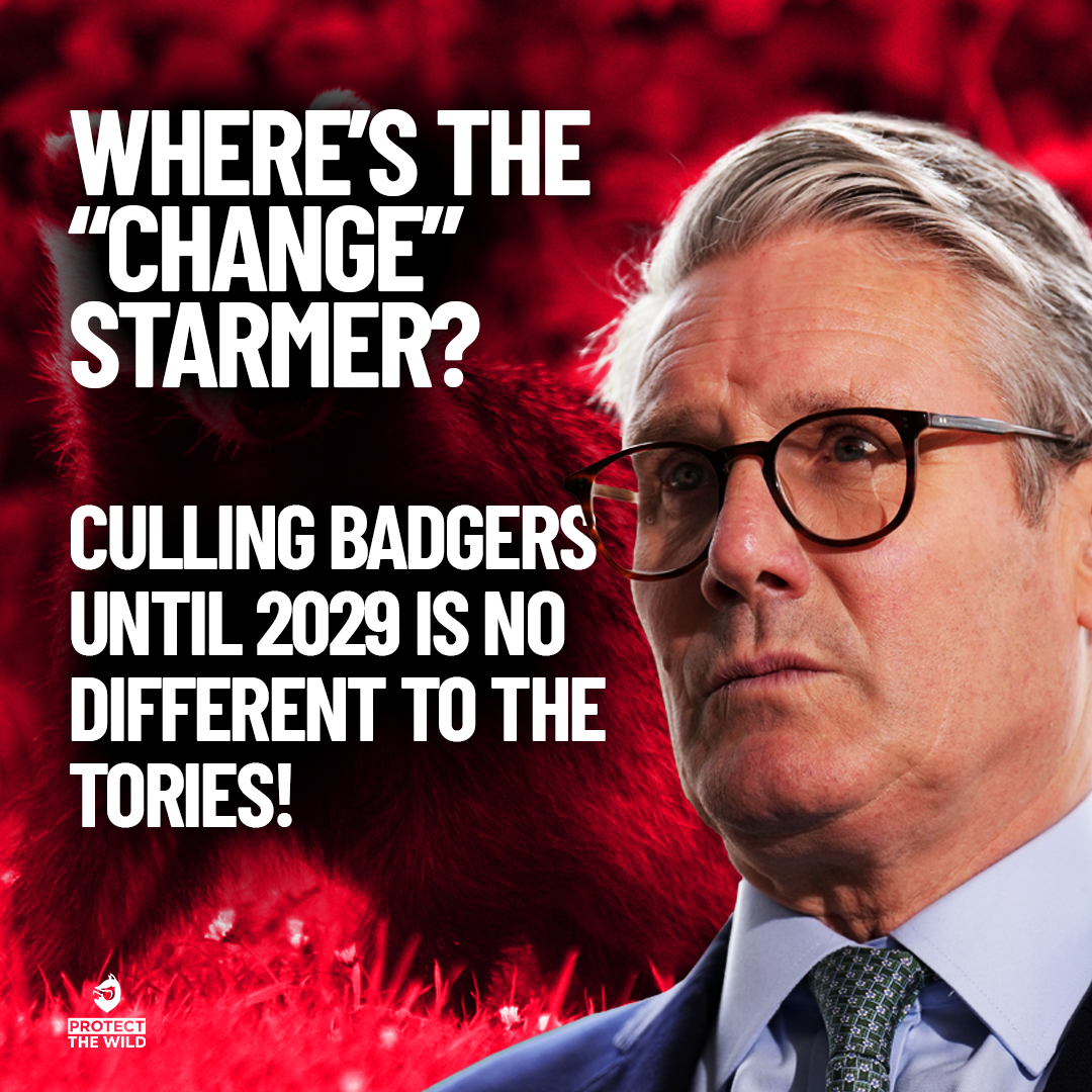 Please take just 10 seconds to sign the govt petition to end the Badger cull: petition.parliament.uk/petitions/7003…