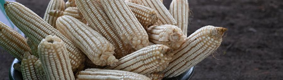 OneAcreFund_NG's tweet image. What’s the best season to plant maize? 🌽 Drop your answer in the comments! 

#OneAcreFund #OneACreFundNigeria #FarmersFirst #FarmingQuiz