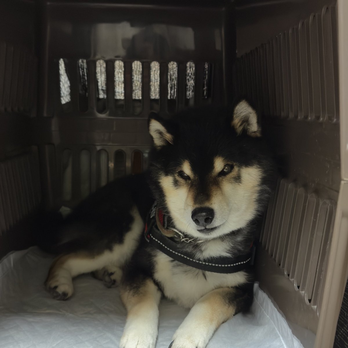 v_code_02's tweet image. ご飯遊び遊び65g食べられるようになりました🙌🙌✨️