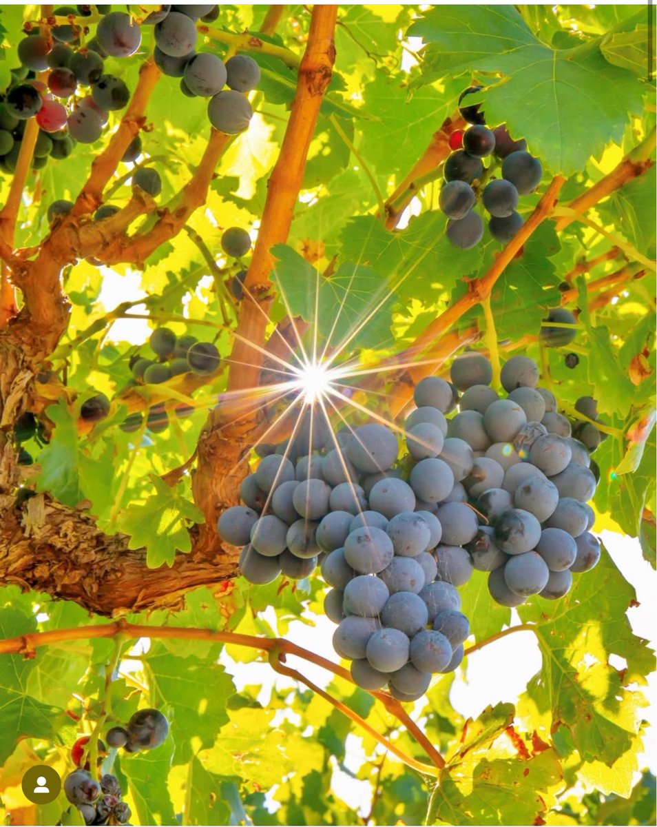 We are pleased to share that 'Vintage 2025' is underway, in the very early stages here in the Barossa. 

A very dry and warm growing season, particularly over the last 3 weeks, with elevated heat spikes! 

An exciting time and season ahead. 

#Barossa