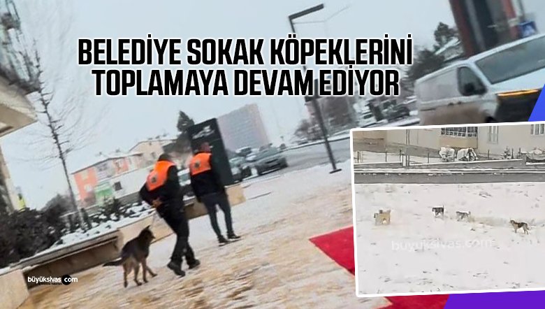 buyuksivashaber's tweet image. #Sivas’ta #SokakKöpekleri Toplanmaya Devam Ediyor
buyuksivas.com/sokak-kopekler…