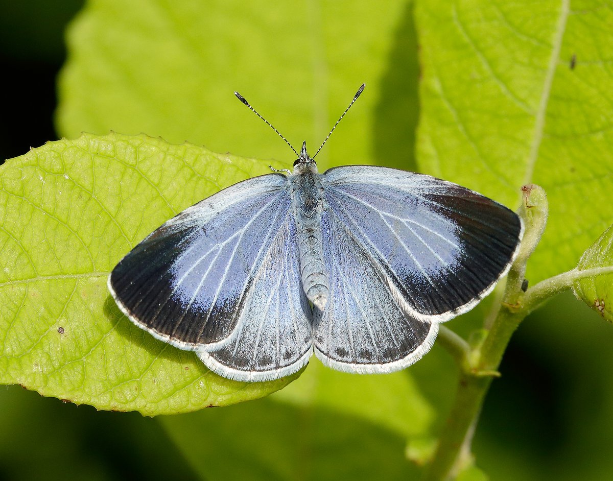 savebutterflies's tweet image. The Holly Blue (Celastrina argiolus) is our Species of the Month ✨

Typically the earliest blue butterfly on the wing in the UK, they can be found in parks and gardens around Holly and Ivy.

Get to know this magnificent butterfly 👇
butterfly-conservation.org/news-and-blog/…

📷: Iain H Leach