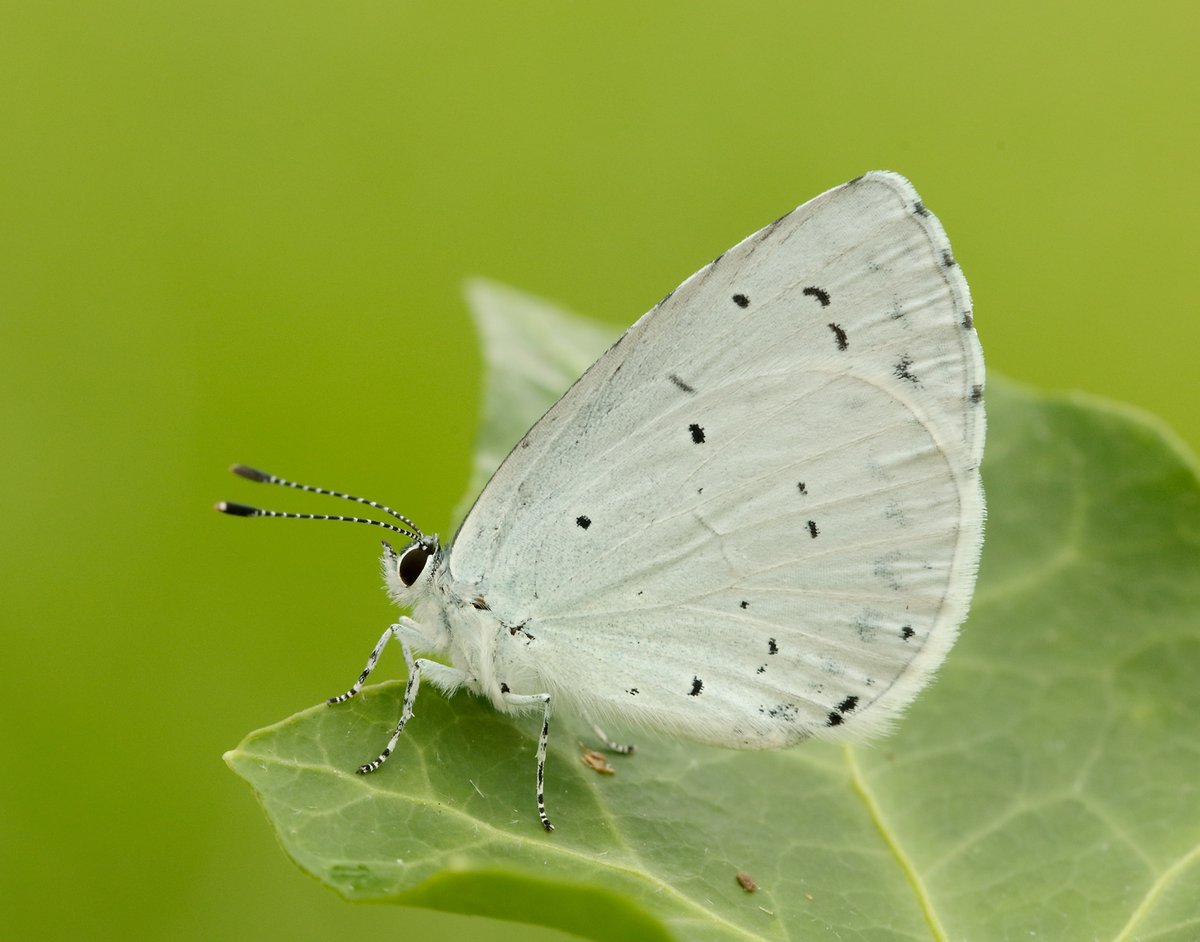 savebutterflies's tweet image. The Holly Blue (Celastrina argiolus) is our Species of the Month ✨

Typically the earliest blue butterfly on the wing in the UK, they can be found in parks and gardens around Holly and Ivy.

Get to know this magnificent butterfly 👇
butterfly-conservation.org/news-and-blog/…

📷: Iain H Leach