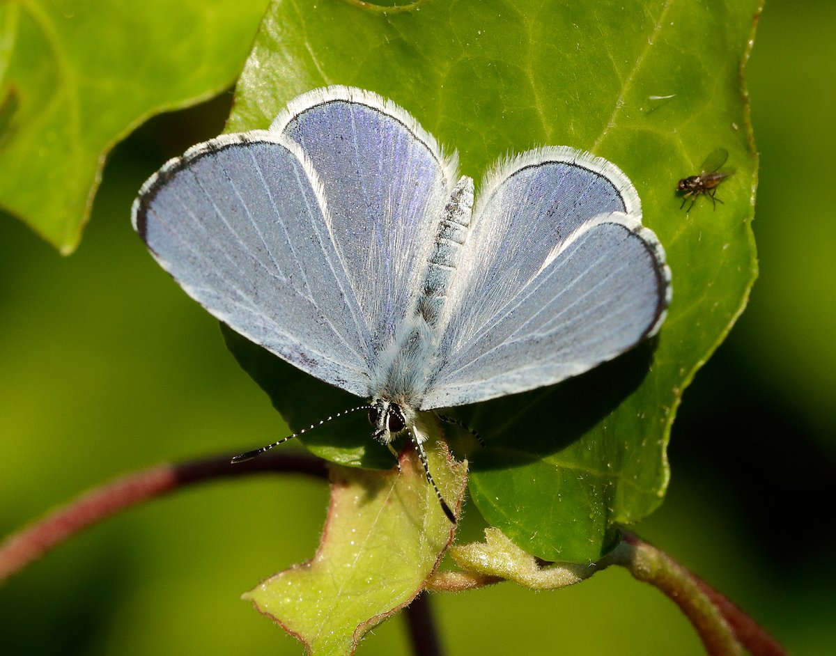 savebutterflies's tweet image. The Holly Blue (Celastrina argiolus) is our Species of the Month ✨

Typically the earliest blue butterfly on the wing in the UK, they can be found in parks and gardens around Holly and Ivy.

Get to know this magnificent butterfly 👇
butterfly-conservation.org/news-and-blog/…

📷: Iain H Leach