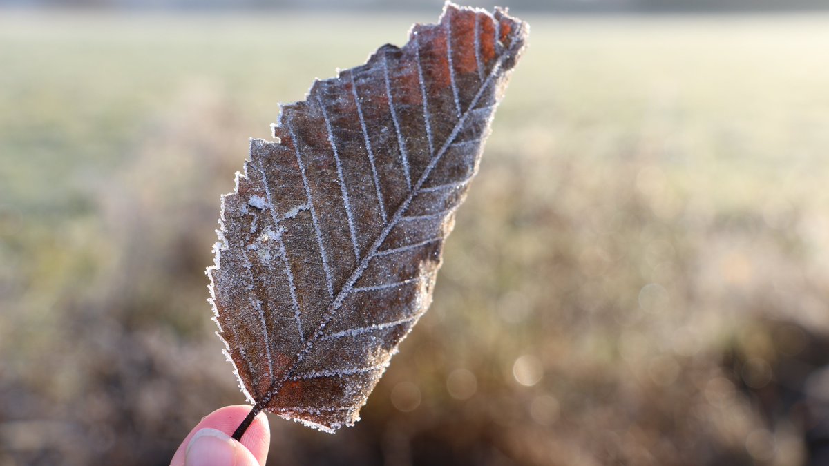 „The truth is there for the wise. Beauty exists only for a feeling heart.” (Schiller) #NatureTherapy #NaturePhotography #Mindfulness #happyness #FriedrichvonSchiller #bewusstleben #Philosophy #naturelovers (tastymindset.blogspot.com)