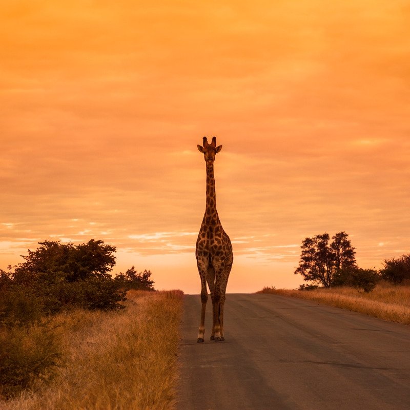 DliReisen's tweet photo. South African amazing sunset 🌇 
#sunset #pictures #nature #SouthAfrica #Travel #photooftheday #photo https://t.co/CgNURs0sFt