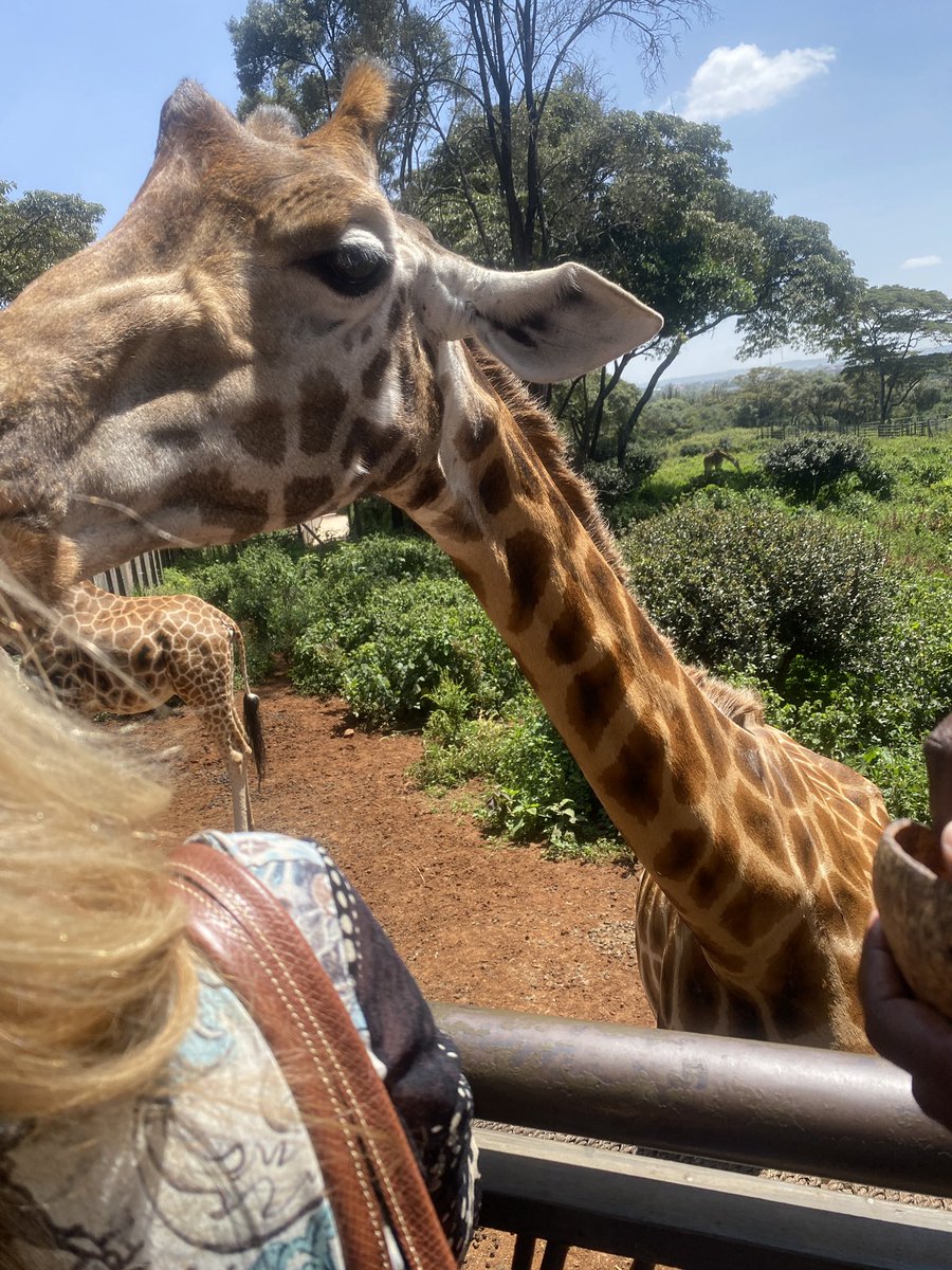 きりんもかわいい