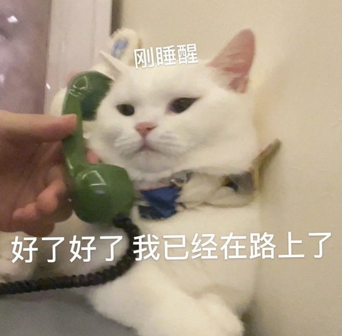 zhi tweet media