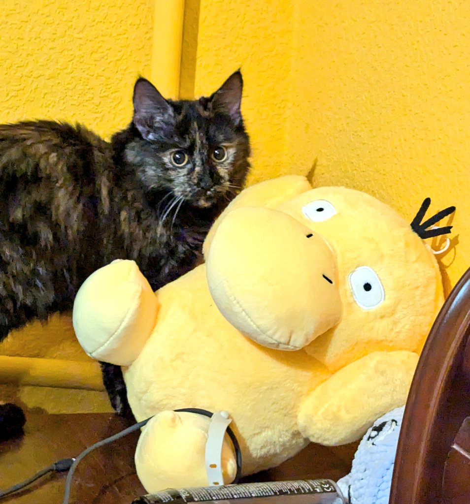 сирий дерун tweet media