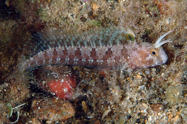 Kabuxa garroduna Blenniidae familiako arraina da, ipar-ekialdeko Ozeano Atlantikoan, Mediterraneon eta Itsaso Beltzan bizi dena. 15 zentimetroko luzera du. eu.wikipedia.org/wiki/Kabuxa_ga…