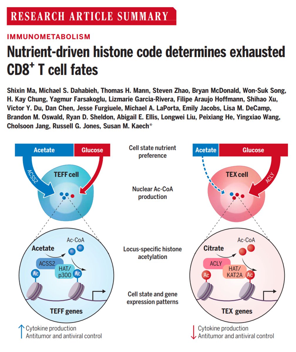 Sarah Ross (@sarah_h_ross) on Twitter photo ICYMI by First Release - now officially in print <a href="/ScienceMagazine/">Science Magazine</a>
Specific combinations of nutrients and metabolic enzymes determine T cell differentiation via loci-specific histone acetylations.
buff.ly/4gvqKTz
From Shixin Ma, Sue Kaech et al.
#immunometabolism ICYMI by First Release - now officially in print <a href="/ScienceMagazine/">Science Magazine</a>
Specific combinations of nutrients and metabolic enzymes determine T cell differentiation via loci-specific histone acetylations.
buff.ly/4gvqKTz
From Shixin Ma, Sue Kaech et al.
#immunometabolism