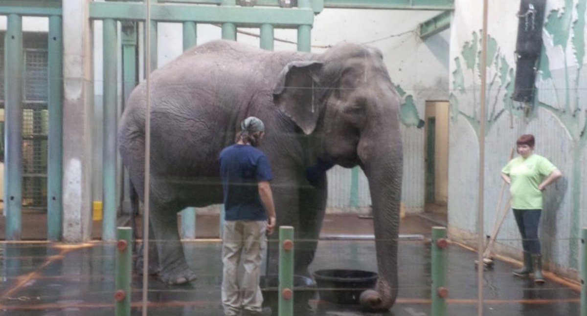 #Lucy is another victim of the zoo trade.
Living in horrible inadequate conditions in #YegZoo 🇨🇦
🐘 like #Lucy only go to foreign lands to live imprisoned &amp; alone.
Zoo elephants only know abuse &amp; cruelty as their enclosure can never meet their needs.
<a href="/AndrewKnack/">Andrew Knack</a> 🙏 help 🆓 Lucy