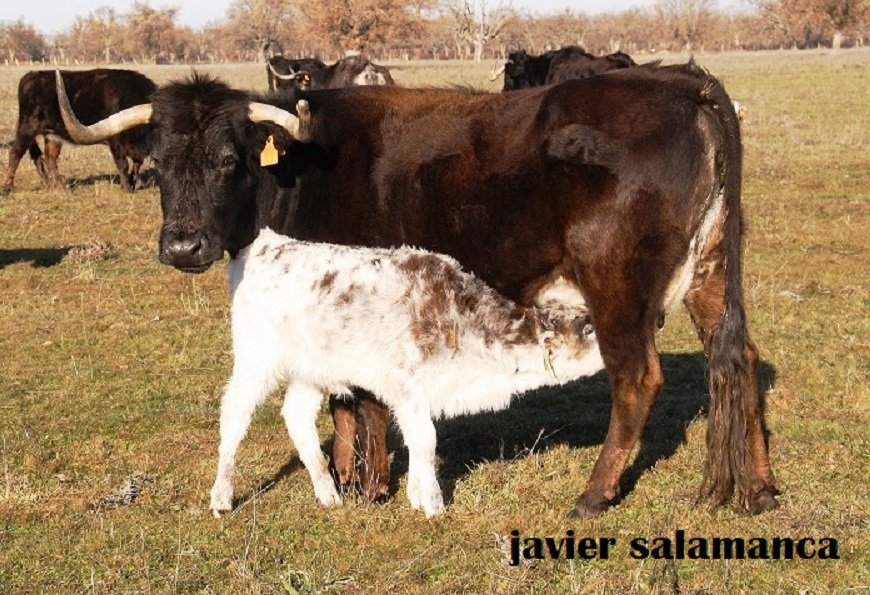 #CampoBravo Ganadería de "Los Bayones": "Seguir resistiendo".

Fotogalería: Javier Salamanca

elmuletazo.com/2025/02/07/gan…