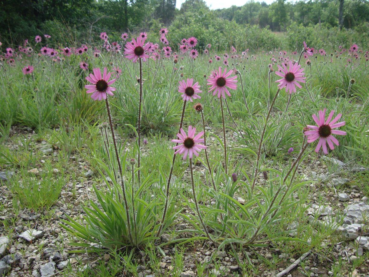 Meet the Tennessee Coneflower (Echinacea tennesseensis) — our #RarePlantoftheWeek &amp; known only from 5 populations within a 14 mile radius. 🔎🌿 Learn more about our nation's most imperiled species by searching CPC's National Collection. 

🔗 Visit: SavePlants.org/national-colle…