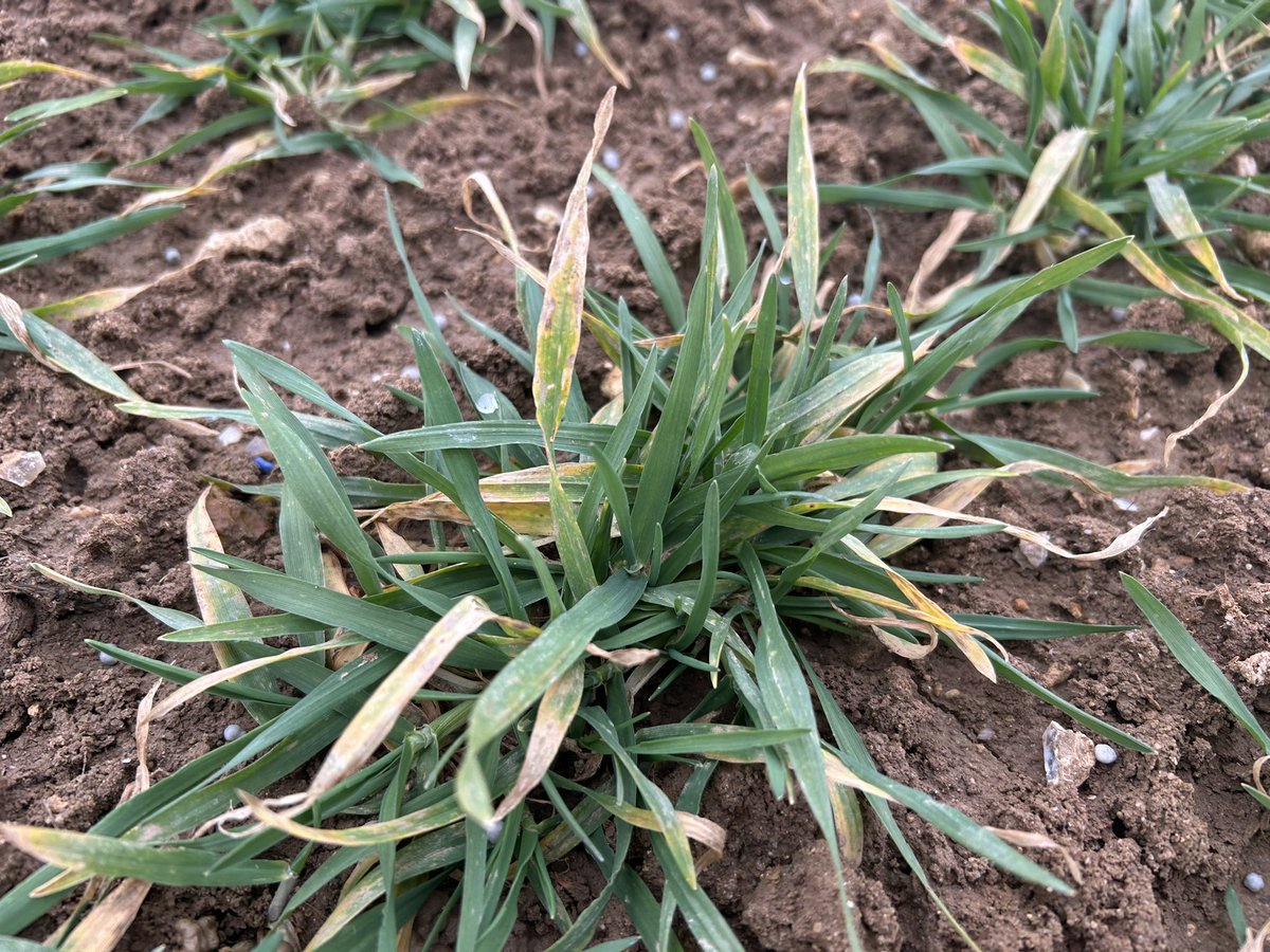 #zebra 🦓 à gauche, #faro 🍺 à droite