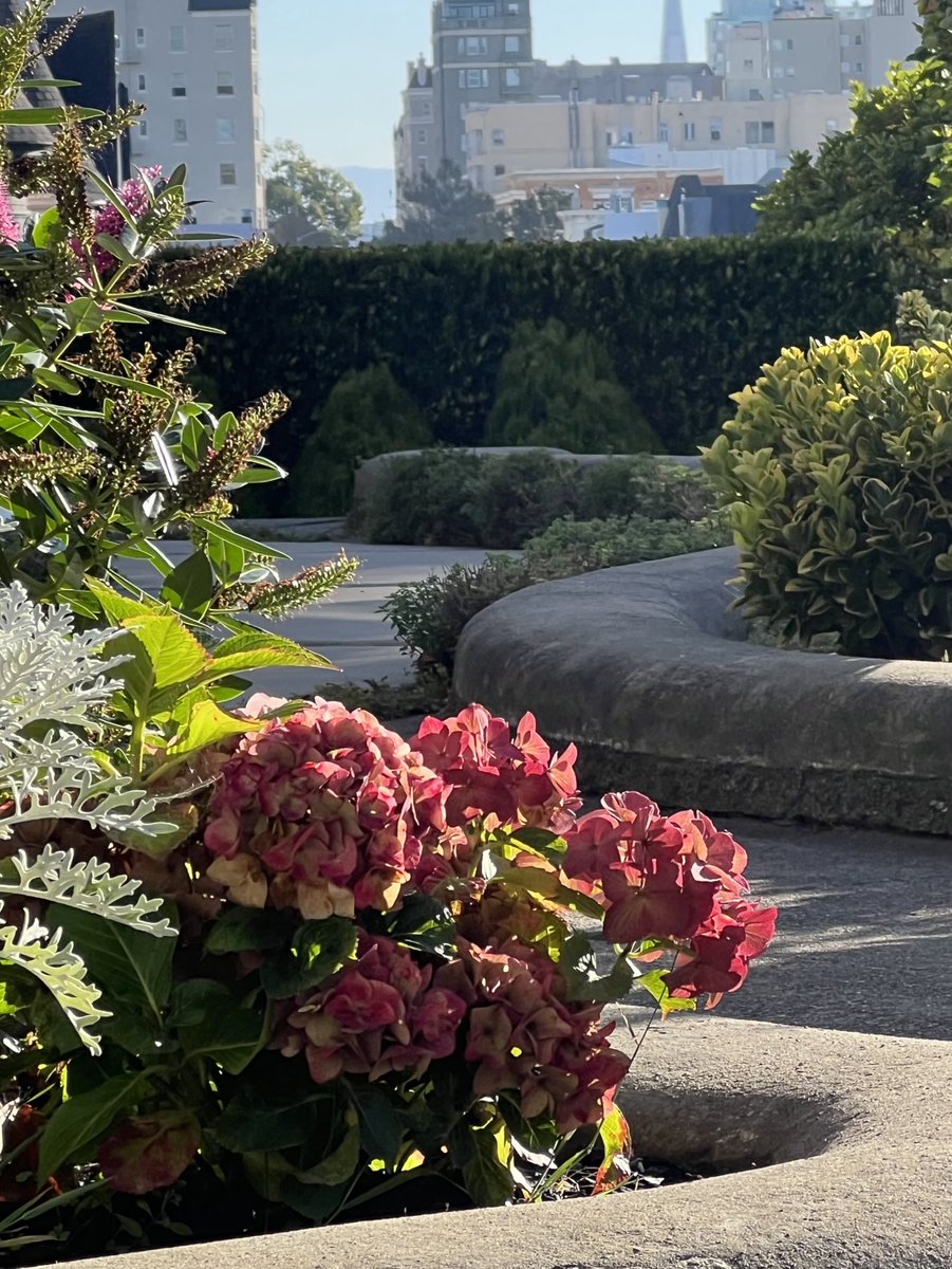 Flowers in the city